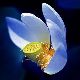 兑现承诺 《咩咩启示录》发布“肉体之罪”更新宣传预告片